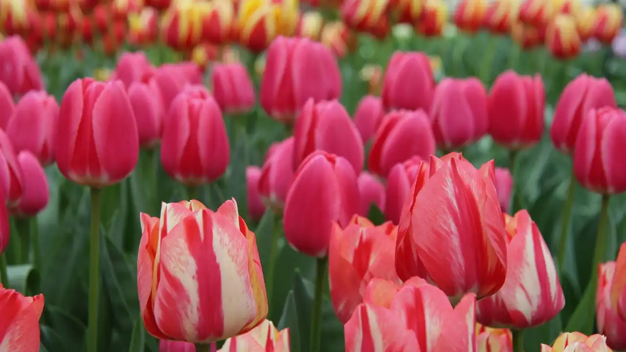 De vs Het Rules: A Simple Guide To Dutch Articles