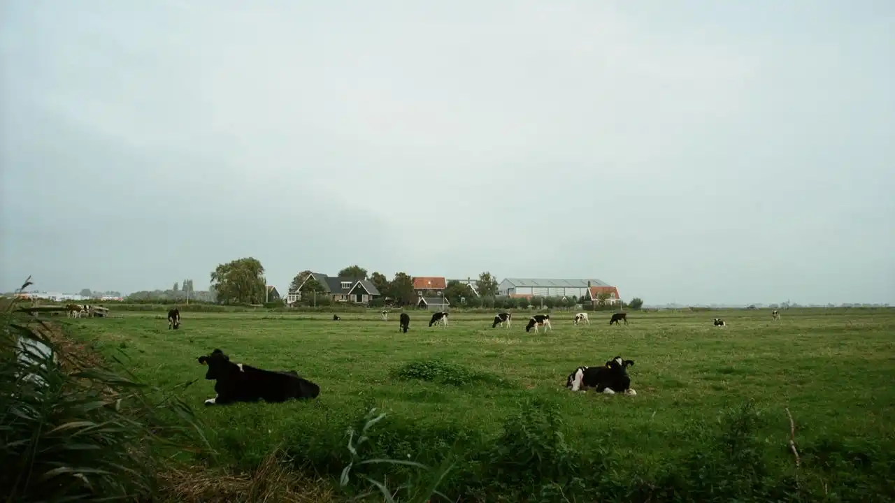 Dutch Is Easy For English Speakers To Learn